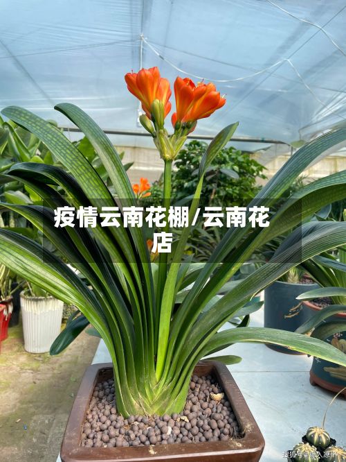 疫情云南花棚/云南花店
