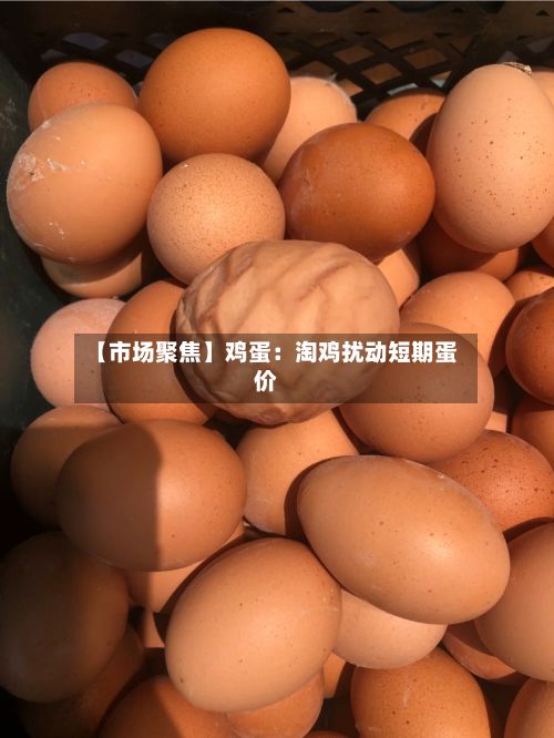 【市场聚焦】鸡蛋：淘鸡扰动短期蛋价-第1张图片