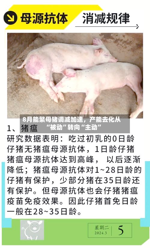 8月能繁母猪调减加速	，产能去化从“被动”转向“主动”-第1张图片