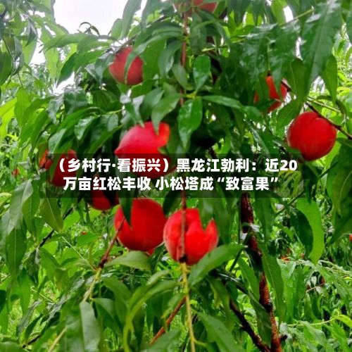 （乡村行·看振兴）黑龙江勃利：近20万亩红松丰收 小松塔成“致富果	”-第3张图片