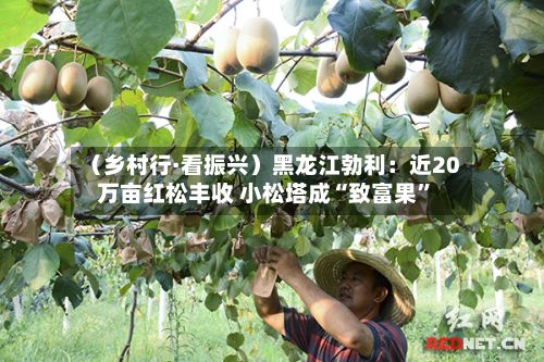 （乡村行·看振兴）黑龙江勃利：近20万亩红松丰收 小松塔成“致富果	”-第2张图片
